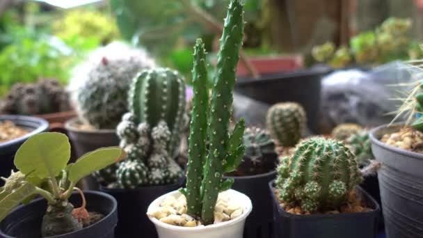 屋内農場でのサボテンの花の植物の成長温室で成長しているサボテン 屋内農場での植物の成長 サボテンは多くの人々の植物の木の人気があります — ストック動画