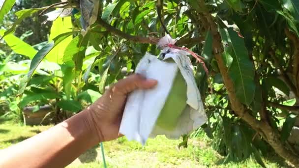 Miasto Phuket Tajlandia Kwietnia 2021 Ogrodnik Sprawdź Owoce Mango Ogrodzie — Wideo stockowe