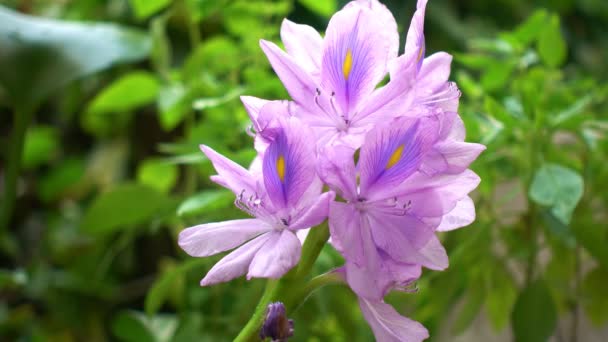 Drijvend Water Hyacint Bloemen Bloeien Vijver Mooie Paarse Bloem Achtergrond — Stockvideo