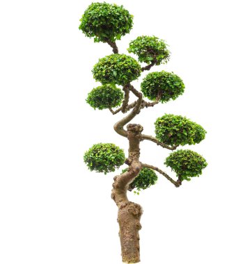 Beyaz zemin üzerinde izole edilmiş Bonsai ağacı bahçe dekorasyonu veya web sitesi için yeşil çalı ağacı.