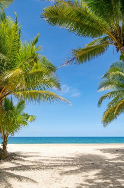 Hindistan cevizi palmiyelerinin yaz arkaplanı beyaz kumlu sahil manzarası manzarası mavi suyla romantik okyanus körfezi ve açık mavi gökyüzü Phuket Adası Tayland.