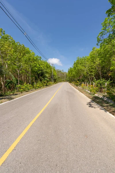 Estrada Asfalto Através Plantação Árvores Borracha Temporada Verão Belo Fundo — Fotografia de Stock