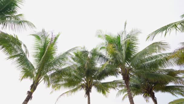 Rij Van Kokosnoot Palmbomen Een Witte Achtergrond Voor Natuurlijke Achtergrond — Stockvideo