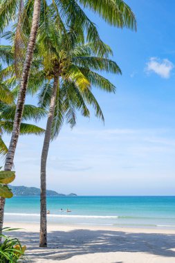 Hindistan cevizi palmiyelerinin yaz arkaplanı beyaz kumlu sahil manzarası manzarası mavi suyla romantik okyanus körfezi ve açık mavi gökyüzü Phuket Adası Tayland.