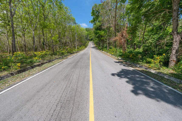 Asphalt Road Rubber Trees Plantation Summer Season Beautiful Blue Sky — Stock Photo, Image