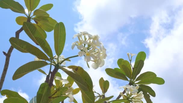 Beyaz Plumeria Frangipani Çiçekleri Bahçede Güzel Tatlı Plumeria Çiçekleri Mavi — Stok video