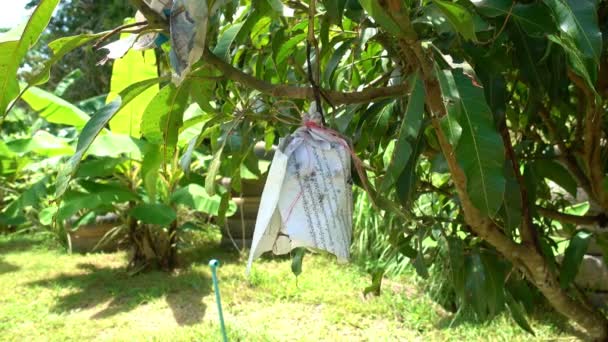 Tuinier Man Controleren Mango Fruit Tuin Mango Bomen Groeien Een — Stockvideo