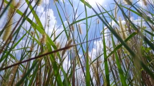 遅い動きで日当たりの良い青空の背景に対して隔離された牧草地で成長している野生の草や花の茎のクローズアップビデオ アリの目のビューカメラは青い空と太陽に傾きます — ストック動画