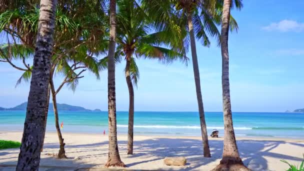 Palm Trees Beach Front Beautiful Nature Landscape Blue Sky Sea — Stock Video