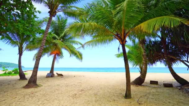 Palmiers Front Plage Beau Paysage Naturel Ciel Bleu Vue Sur — Video