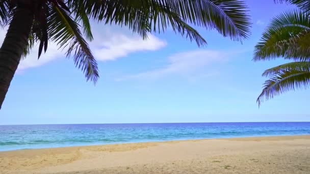 Palm Trees Beach Front Beautiful Nature Landscape Blue Sky Sea — Vídeo de stock