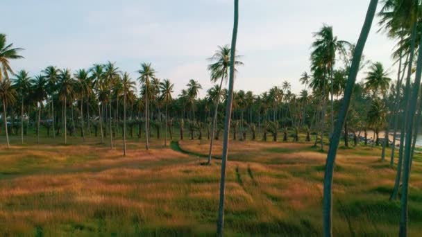Съемки Воздуха Кокосовые Пальмы Пляже Дрон Пролетает Над Пальмами — стоковое видео