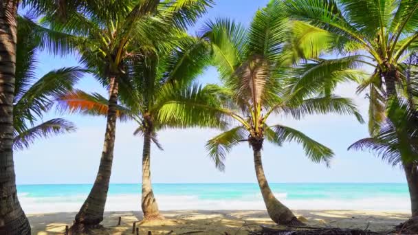 Palm Trees Beach Front Beautiful Nature Landscape Blue Sky Sea — Stock Video