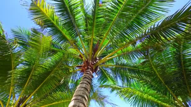 Bodemzicht Kokospalm Zonnige Zomerdag Bodemzicht Palmbomen Met Kokosnoten Trop Goed — Stockvideo