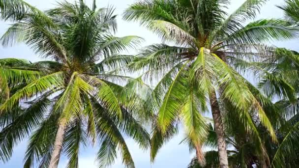 Piękne Palmy Kokosowe Plaży Phuket Tajlandia Palmy Ramka Tle Niebieskiego — Wideo stockowe