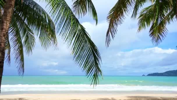 Hermosas Palmeras Coco Playa Phuket Tailandia Palmeras Marco Sobre Fondo — Vídeos de Stock