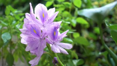 Suda süzülen sümbül çiçekleri gölette çiçek açıyor. Güzel mor çiçek arkaplanı 4-k Video The Eceng Gondok flower or (Eichhornia crassipes - Latince)
