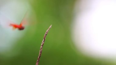 Dal üzerinde uçan kırmızı yusufçuğun yavaş çekim sahnesi ve sonra dal üzerinde oturan vahşi doğadaki güzel hayvan böceği.