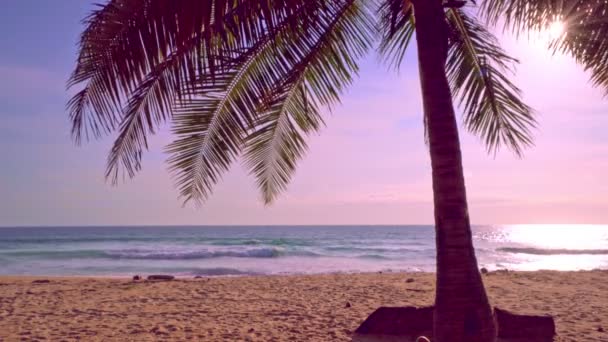 Καρύδα Φοινικόδεντρο Στο Τροπικό Νησί Καταπληκτική Παραλία Στο Πουκέτ Της — Αρχείο Βίντεο