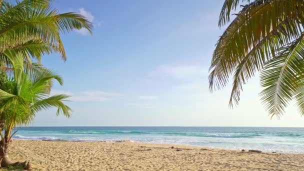 Coqueiro Palmeira Ilha Tropical Praia Incrível Phuket Tailândia Linda Viagem — Vídeo de Stock