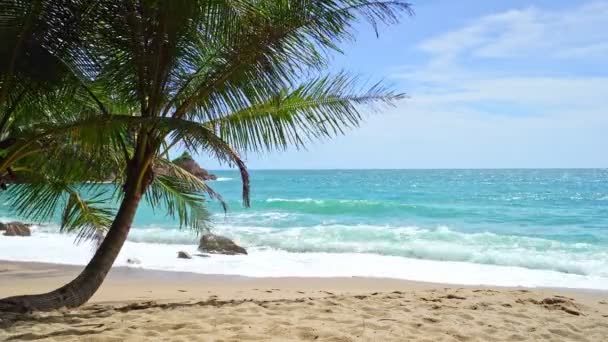 Coconut Palm Tree Tropical Island Amazing Beach Phuket Ththailand Beautiful — стоковое видео