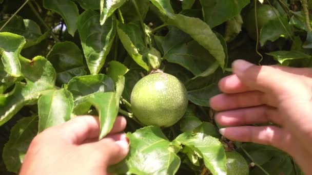 Jardinero Mano Comprueba Frutas Pasión Verde Orgánica Vid Granja Granja — Vídeo de stock