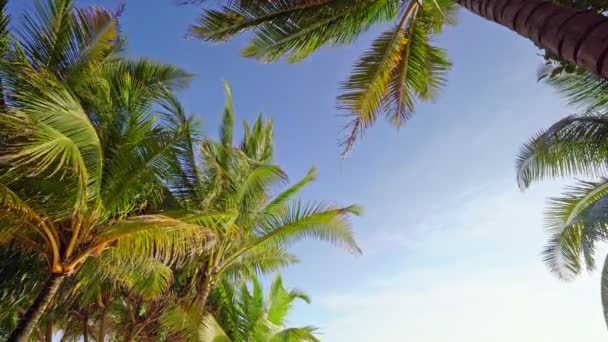 Palmera Coco Isla Tropical Playa Increíble Tailandia Phuket Hermoso Fondo — Vídeos de Stock