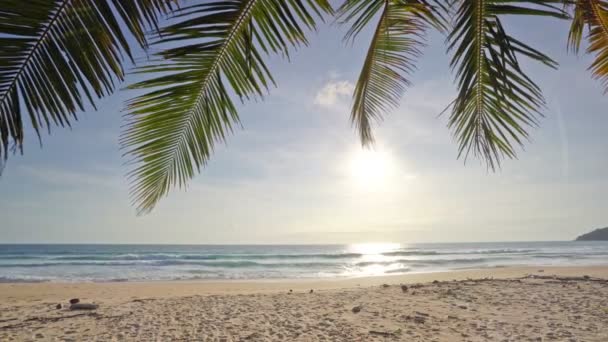 Coqueiro Palmeira Ilha Tropical Praia Incrível Phuket Tailândia Linda Viagem — Vídeo de Stock