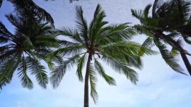 Güneşli bir yaz gününde Phuket Tayland 'ın tropikal sahillerinde hindistan cevizi ağaçları ve kumlu sahile vuran dalgalarla ufka bakan inanılmaz sahil.