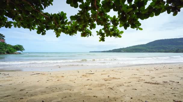 Quadro Árvores Praia Natureza Tropical Verde Folhas Phuket Ilha Céu — Vídeo de Stock