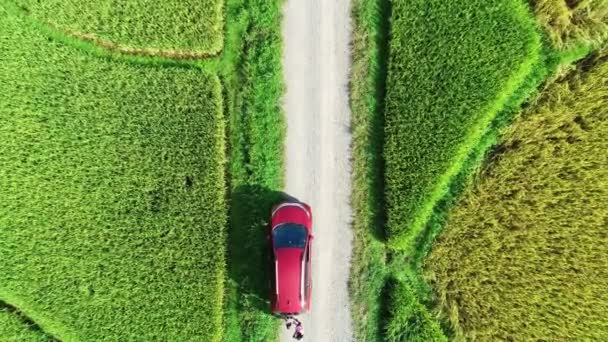 Aerial Drone Fotografie Sus Jos Mașină Roșie Câmpuri Orez Verde — Videoclip de stoc