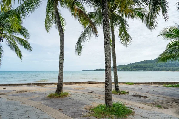 Sommar Säsong Bakgrund Fantastiska Kokos Palmer Vackra Naturliga Tropiska Bakgrund — Stockfoto