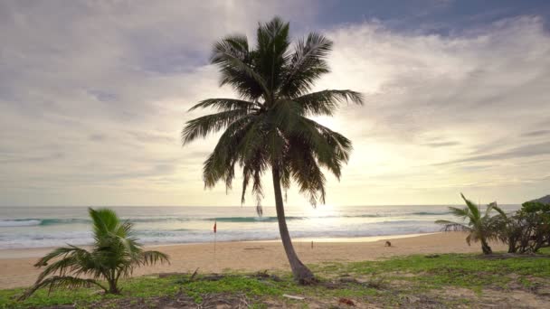 해변에 아름다운 야자나무들은 배경에 나무들 하늘의 풍경이 펼쳐진 해변의 야자수 — 비디오