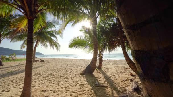 Gyönyörű Kókuszpálmafák Strandon Phuket Thaiföld Palms Fák Keret Kék Háttér — Stock videók