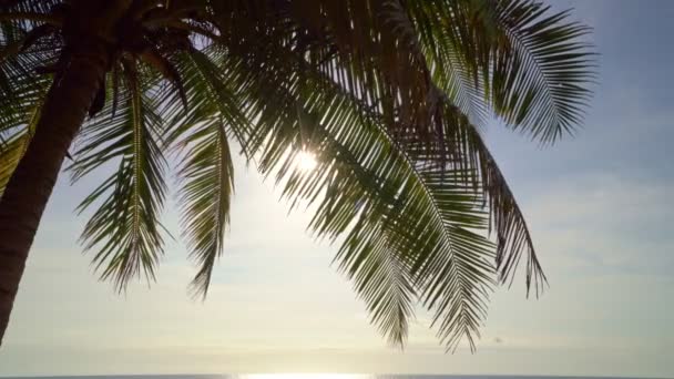 Belle Palme Cocco Sulla Spiaggia Phuket Thailandia Palme Cornice Sfondo — Video Stock