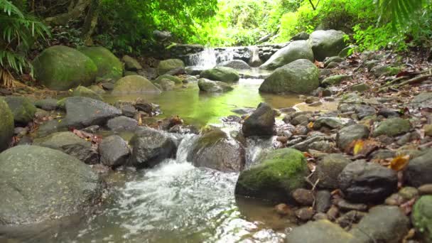 日光の下で緑の植物と小さな滝熱帯雨林の朝小さな川と緑豊かな葉の背景を持つ熱帯雨林の豊富さ — ストック動画