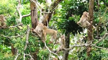 Yağmur ormanlarındaki bir ağaçta oturan maymunların güzel görüntüleri.