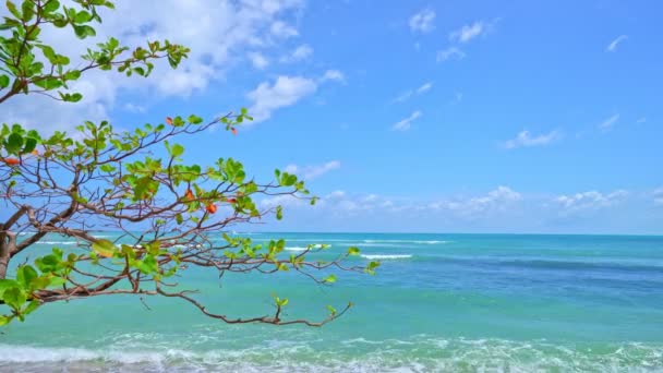 Yaz Kumlu Plaj Nanılmaz Deniz Berrak Mavi Gökyüzü Beyaz Bulutlar — Stok video