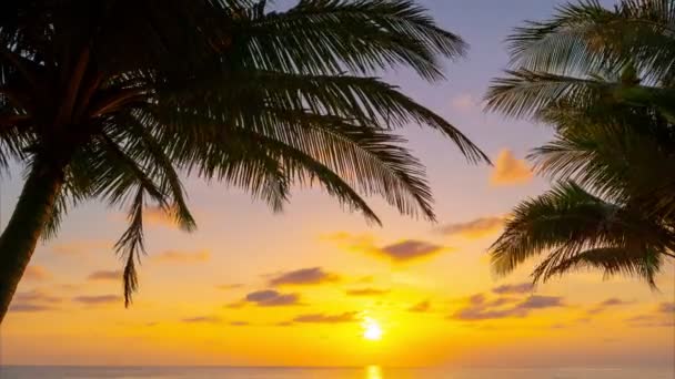 Фото Видео Удивительный Закат Восход Солнца Острове Пхукет Таиланд Пальмами — стоковое видео