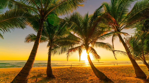 Silhouette coconut palm trees on beach at sunset or sunrise sky over sea Amazing light nature colorful landscape