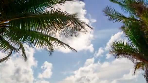 Hermosas Palmeras Coco Playa Phuket Tailandia Islas Playa Patong Palmeras — Vídeo de stock