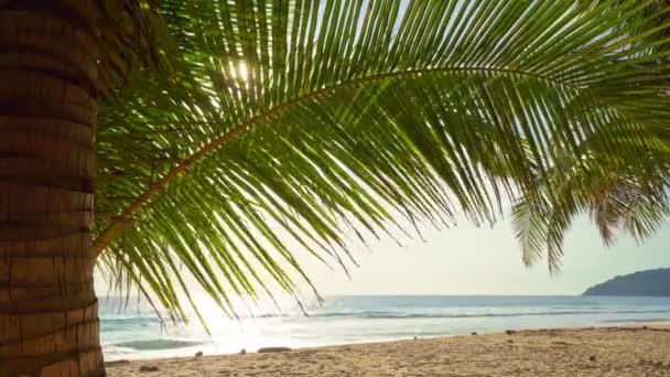 Schöne Kokospalmen Strand Phuket Thailand Patong Strand Inseln Palmenblätter Mit — Stockvideo