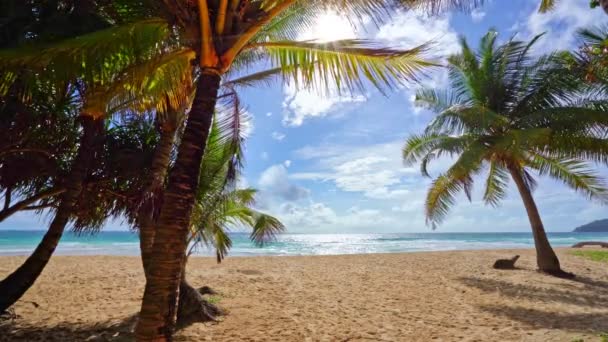 Beautiful Coconut Palm Trees Beach Phuket Thailand Patong Beach Islands — Stock Video