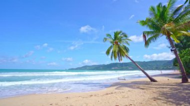 Sahildeki güzel hindistan cevizi palmiyeleri Phuket Tayland Patong plaj adaları Palmiye yaprakları güneş ışığı Palmiyeleri plajda beyaz kumlu deniz kıyısı gökyüzü yaz manzarası inanılmaz arka plan