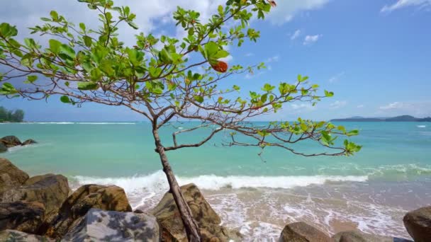 하늘을 배경으로 아침에 아름다운 푸켓에 아름다운 모래사장 나무들로 뒤덮여 — 비디오