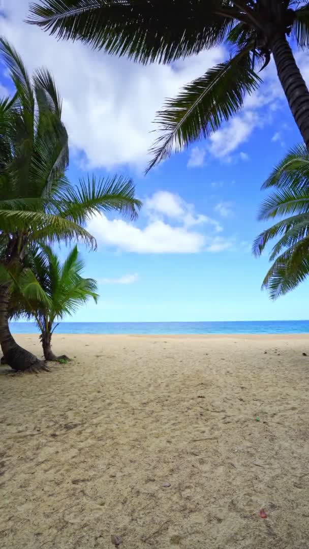 Gyönyörű Kókusz Pálmafák Strandon Phuket Thaiföld Patong Strand Szigetek Palms — Stock videók