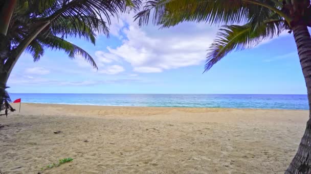 Hermosas Palmeras Coco Playa Phuket Tailandia Islas Playa Patong Palmeras — Vídeo de stock
