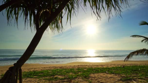 Gyönyörű Kókusz Pálmafák Strandon Phuket Thaiföld Patong Strand Szigetek Palms — Stock videók