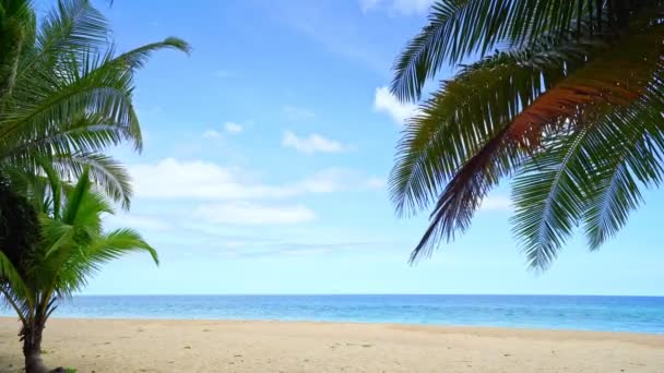 Schöne Kokospalmen Strand Phuket Thailand Patong Strand Inseln Palmenblätter Mit — Stockvideo