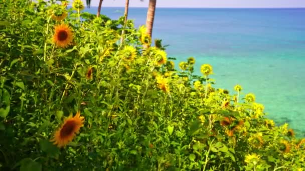 在泰国普吉岛 夏日美丽的田野 有向日葵 有海滨美丽的海水 绿松石和椰子树 — 图库视频影像